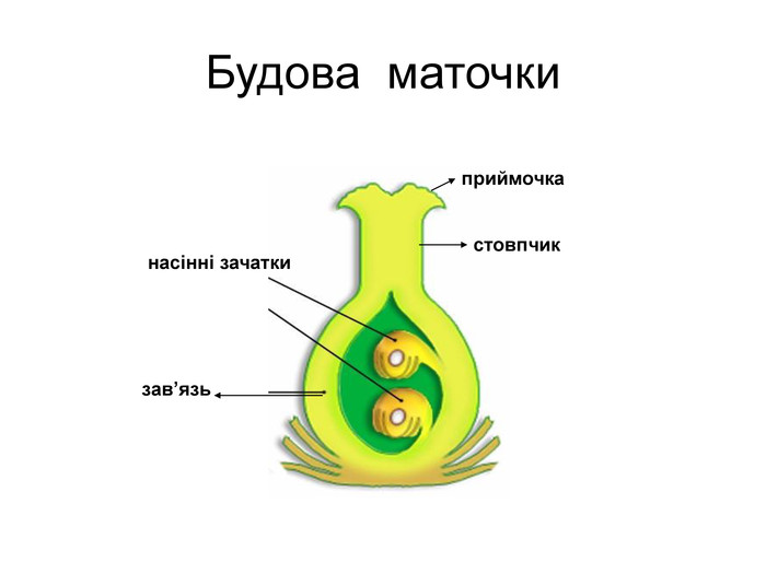 маточка будова рисунок