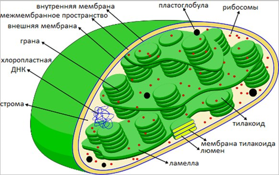 Що таке фотосинтез?