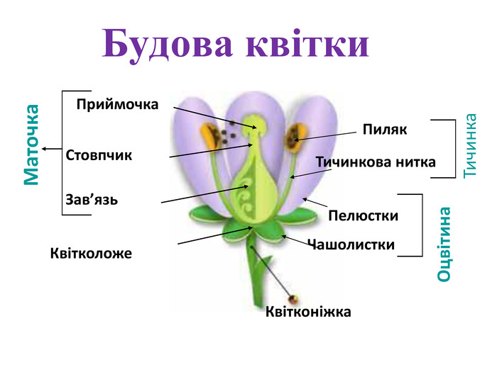 основні частини квітки схема