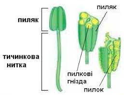 будова тичинки