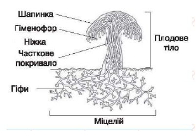 будова гриба
