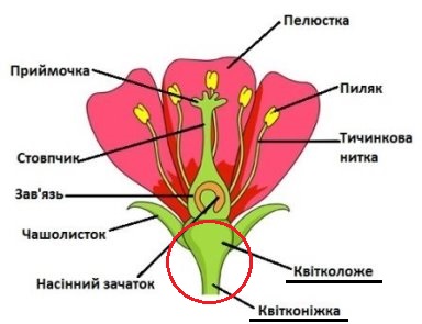 стеблова частина квітки малюнок
