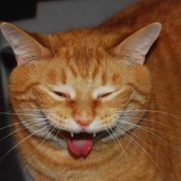 Репетитор - Тест Т. id: 166551